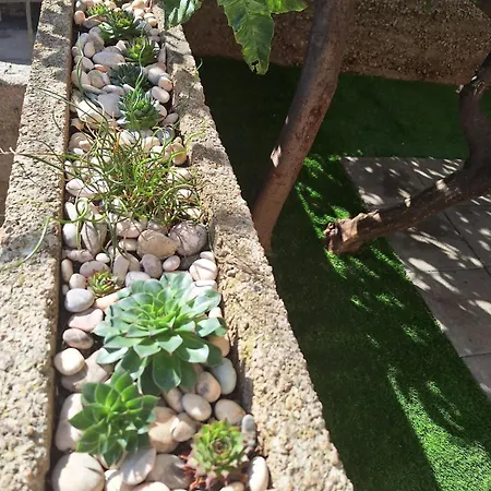 Lemon Garden