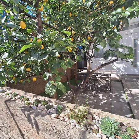 Lemon Garden